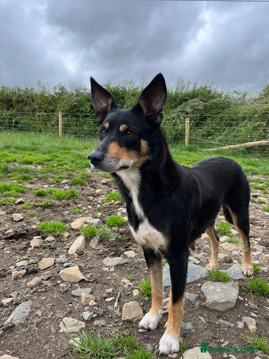 Australian Kelpie dogs for sale: Kelpie cross Collies in Launceston - Advert 1