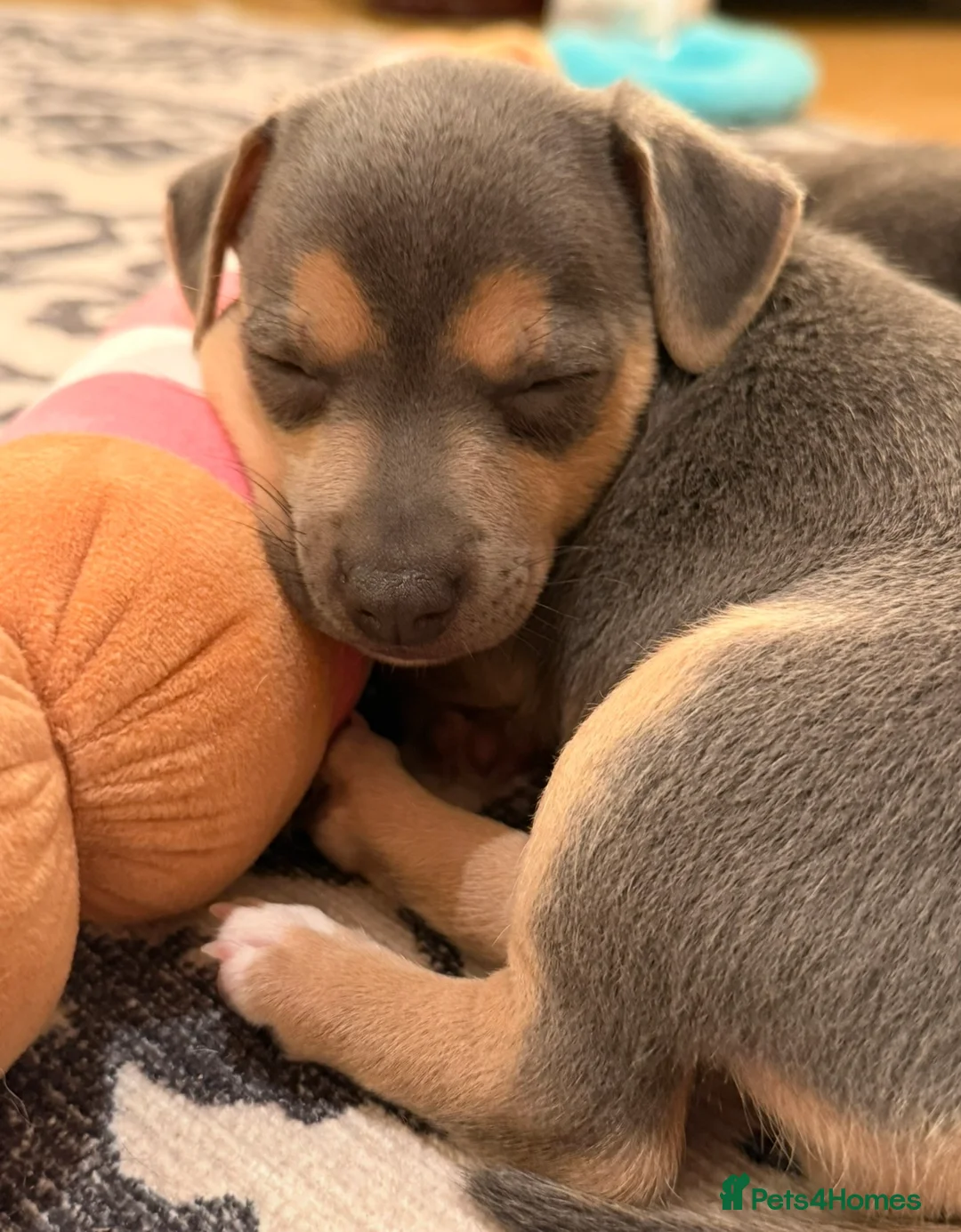 Jack Russell dogs for sale: Perfect Blue and Blue Merle Jack Russell Puppies - Advert 39