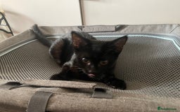 Mixed Breed cats for sale: Two kittens for sale  - Image 2