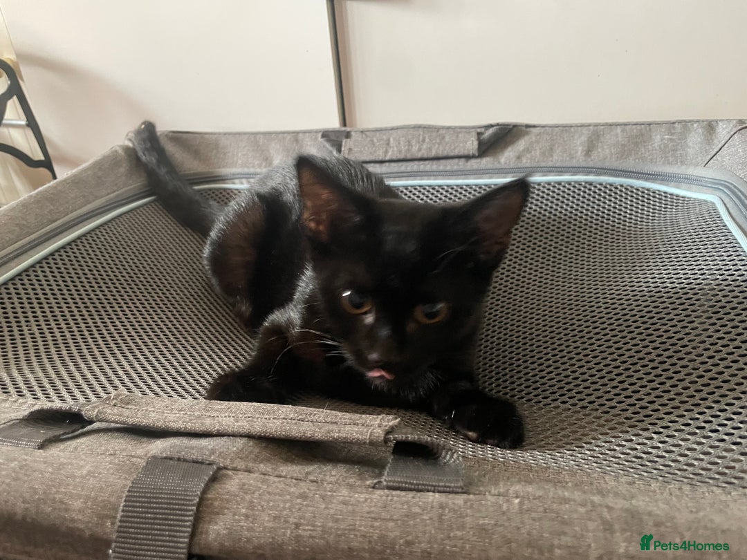 Mixed Breed cats for sale: Two kittens for sale  - Image 2
