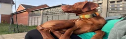 Hungarian Vizsla dogs for stud: Stunning young Vizsla stud - Mr Kipling🍰 (Essex) - Advert 8