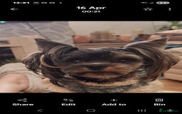 Biewer Terrier dogs for sale: Colourful terrier for sale  - Image 3