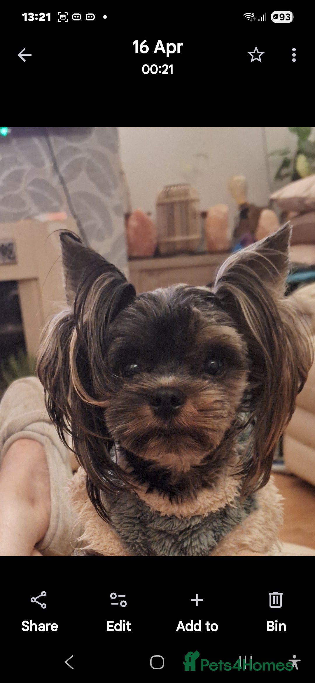 Biewer Terrier dogs for sale: Colourful terrier for sale  - Image 3