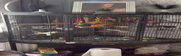 Conures birds for sale: Green cheek conure  in Bradford - Advert 2