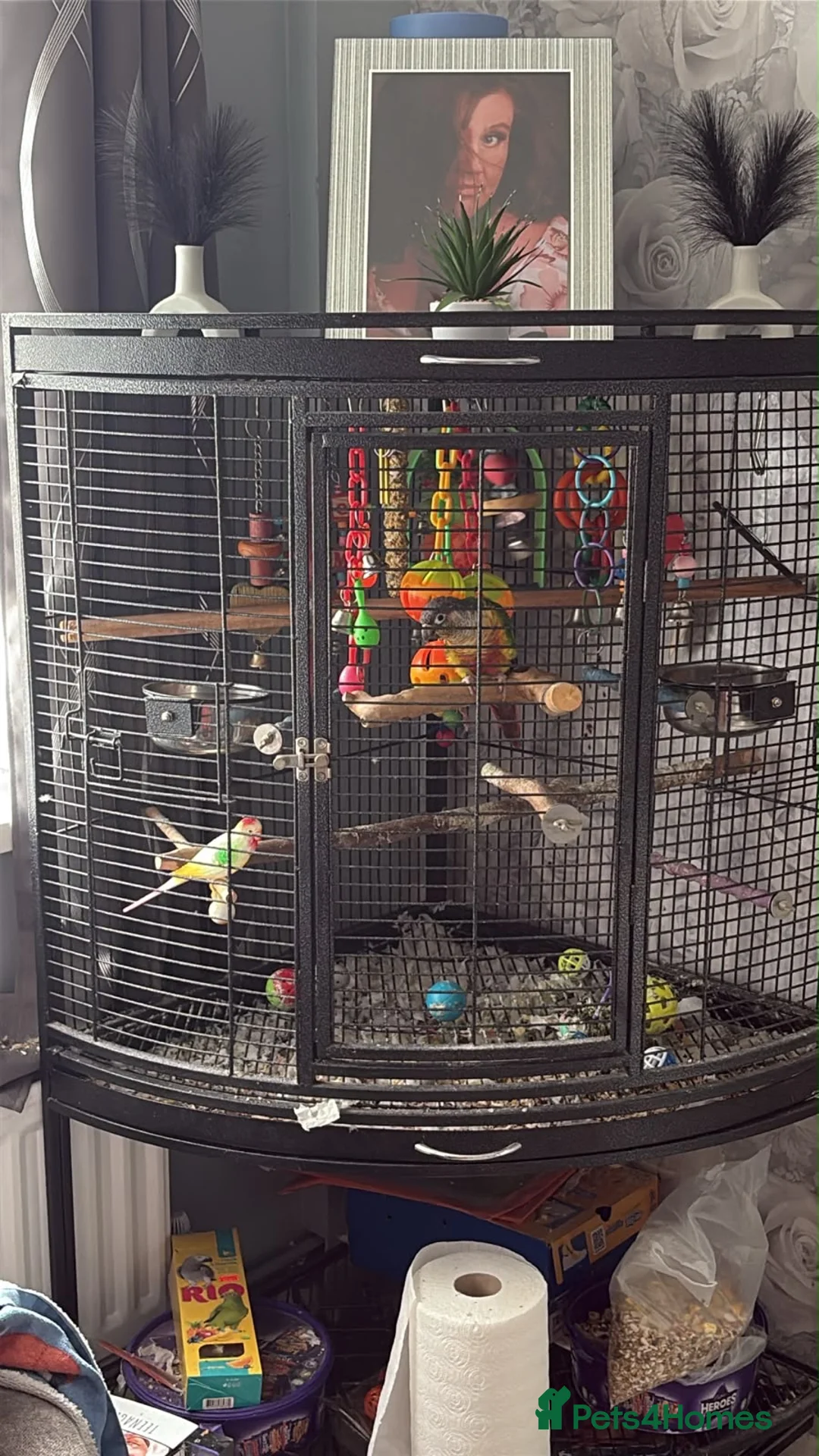 Conures birds for sale: Green cheek conure  in Bradford - Advert 2