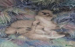 Ragdoll cats for sale: Stunning Ragdolls  - Image 16