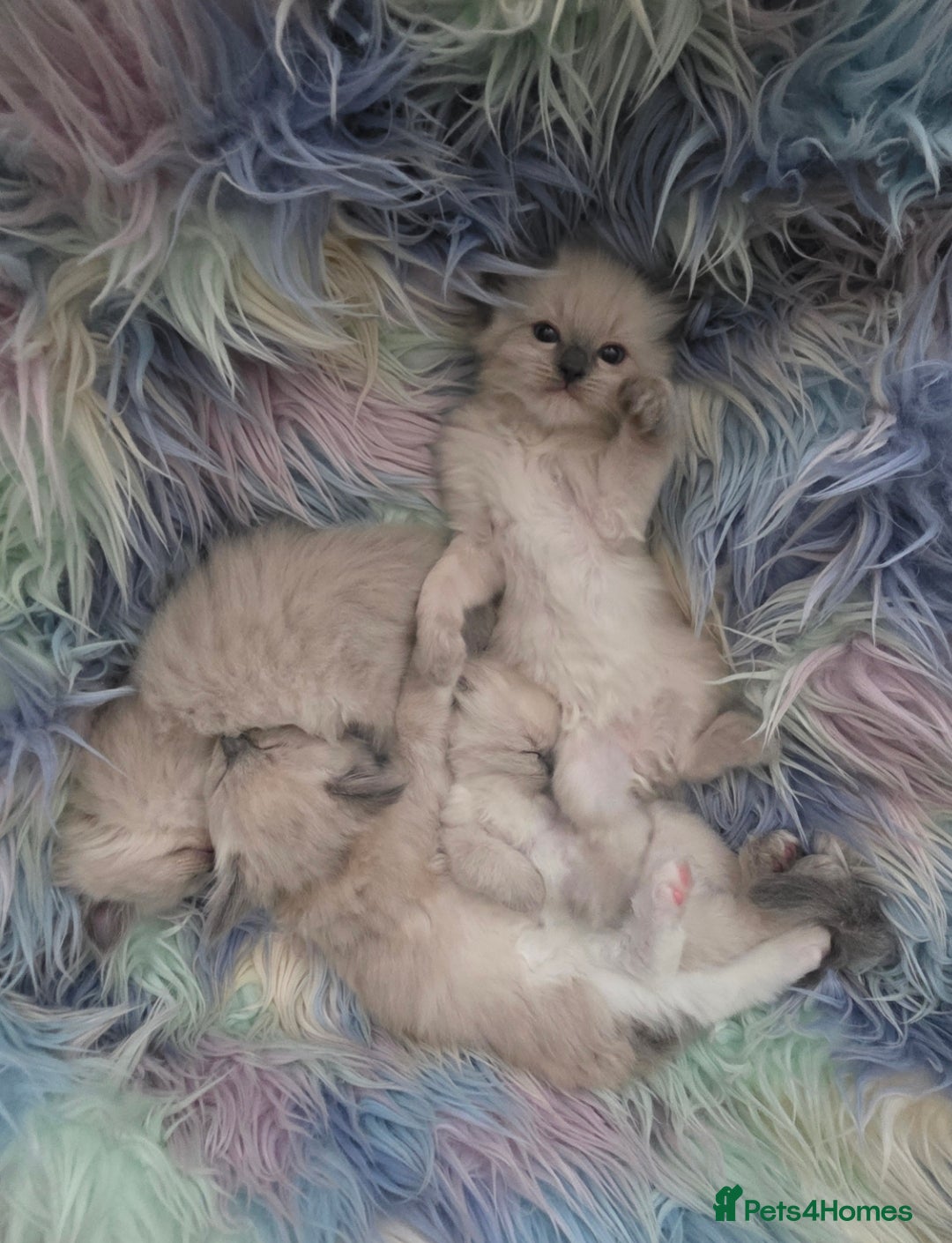 Ragdoll cats for sale: Stunning Ragdolls  - Image 16