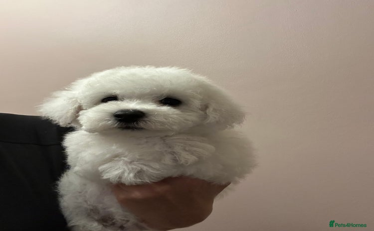 Bichon Frise dogs - Advert 4