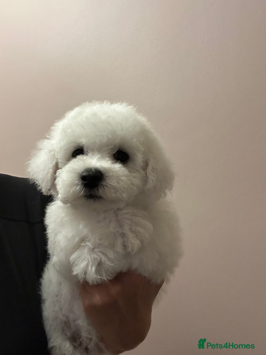 Bichon Frise dogs for sale: Bichon Frise Puppies  - Image 2