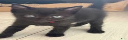 Mixed Breed cats for sale: Beautiful kitten - Advert 12