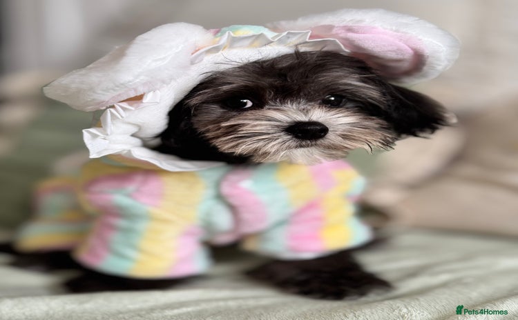 Maltipoo dogs in Bathgate - Advert 2