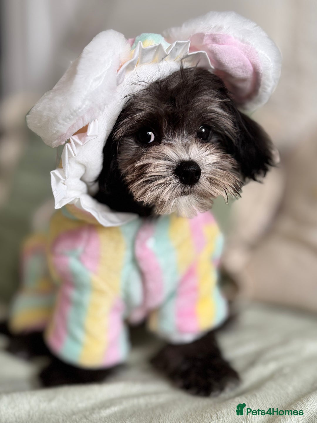 Maltipoo dogs for sale: 🩵Ready Now STUNNING Asian Maltipoo Boy🩵 in Bathgate - Image 4