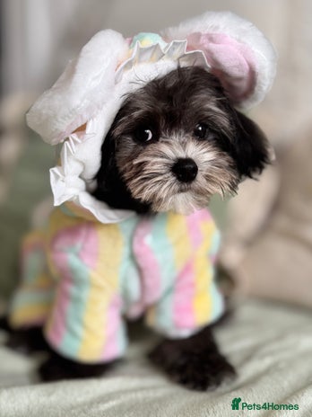 Maltipoo dogs in Bathgate - Advert 1