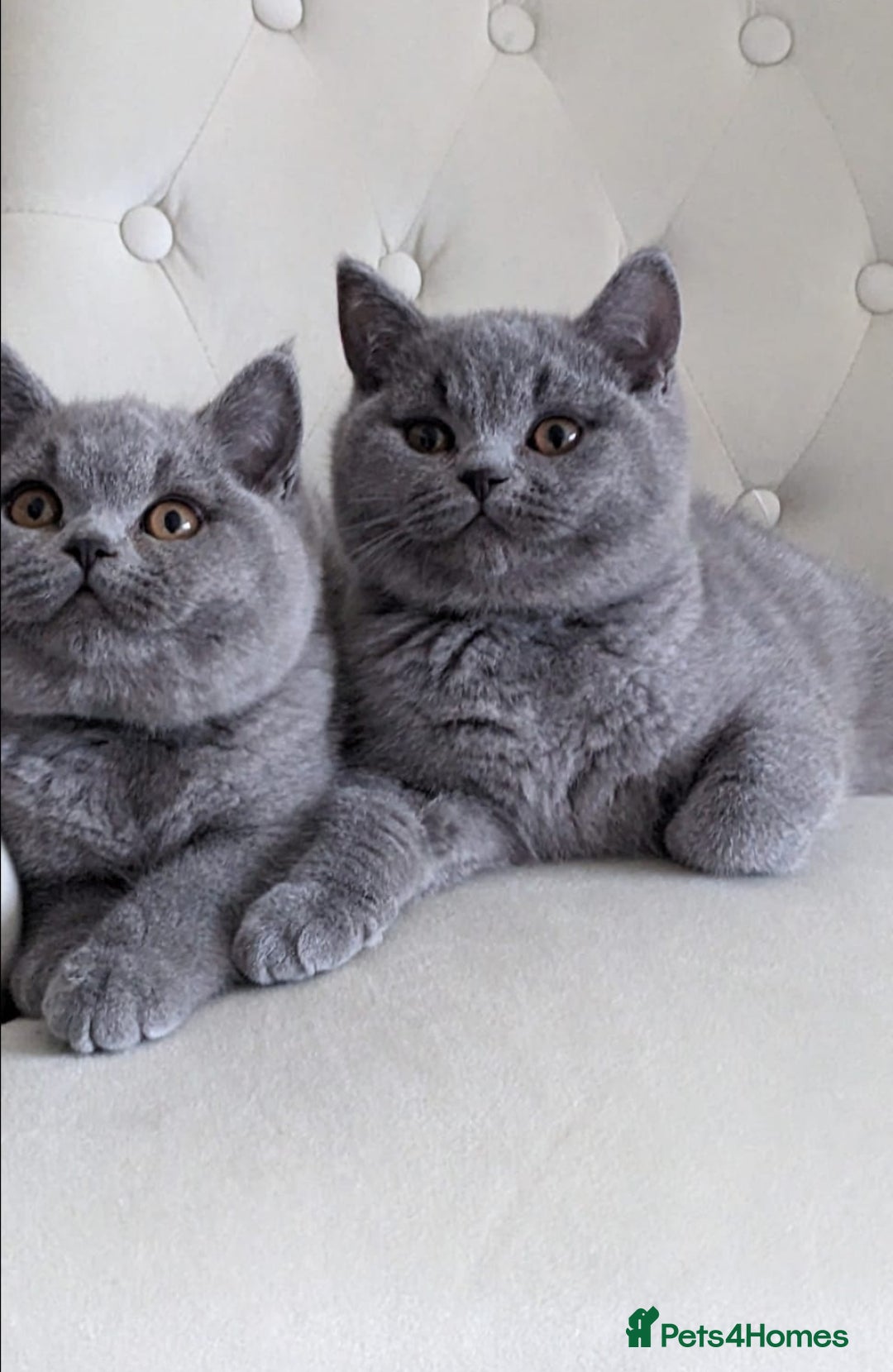 British Shorthair cats for sale: Ready Now British shorthair Amazing kittens - Advert 16