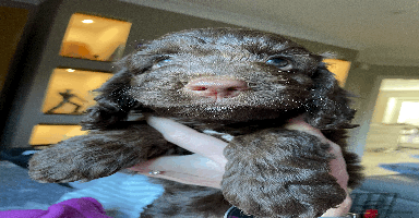 Cockapoo dogs Beautiful Thick coated Fluffy F1 Toy Cockapoo pups - Advert 16