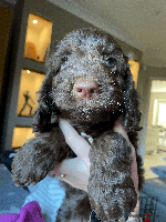 Cockapoo dogs Beautiful Thick coated Fluffy F1 Toy Cockapoo pups - Advert 3