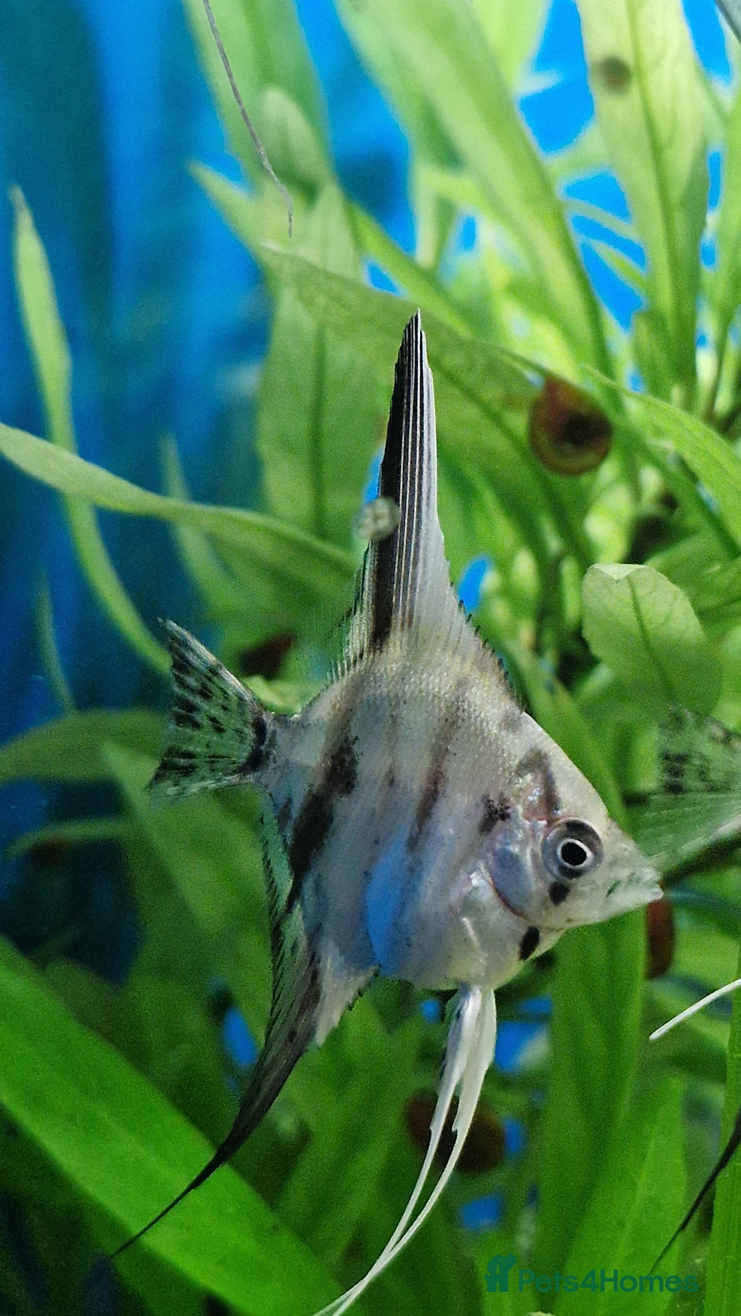 Angelfish fish for sale: Koi Angelfish - Image 7