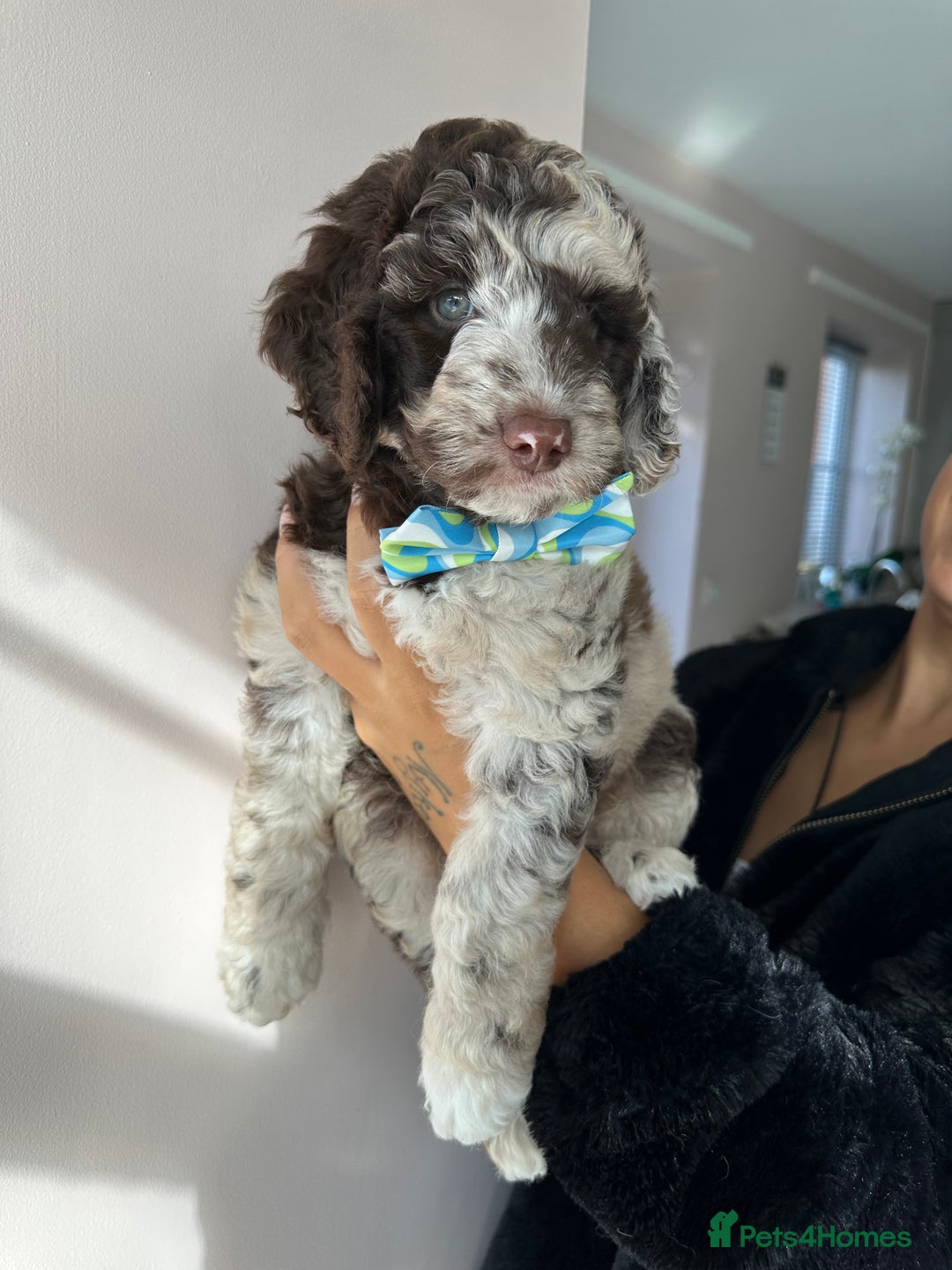 Australian Labradoodle dogs for sale: *waiting list* Australian labradoodles - Image 25