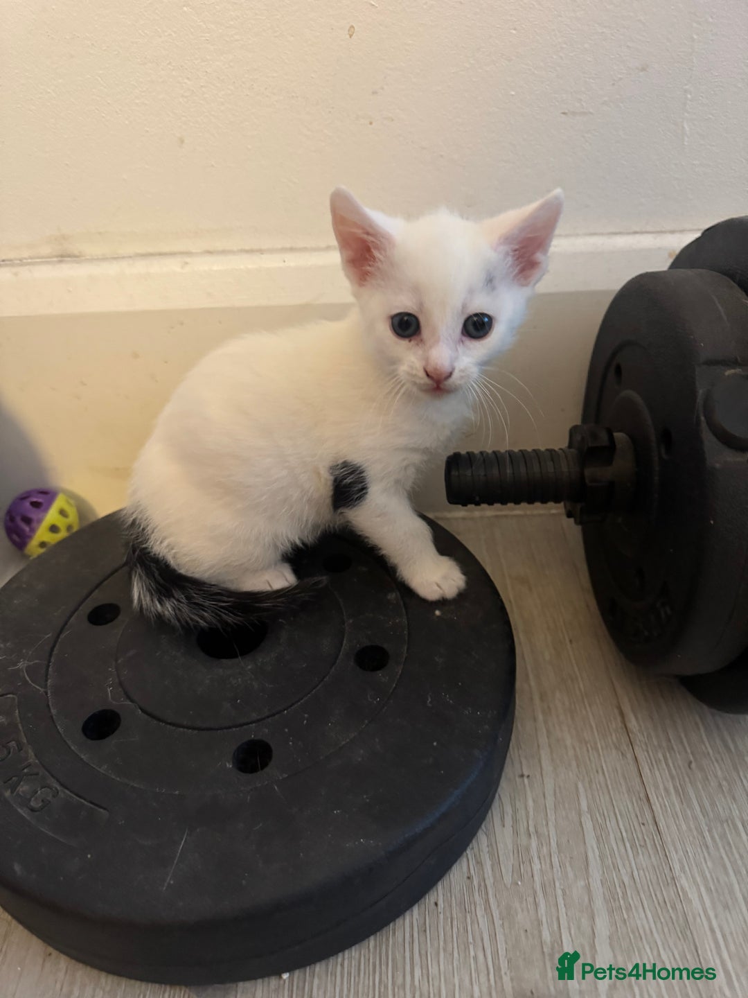 Domestic Shorthair cats for sale: Little domestic short haired kitties for sale  - Image 3