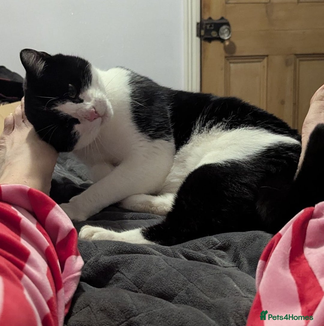 Mixed Breed cats for sale: 18 Month Old Neutered Black & White Boy - Advert 2