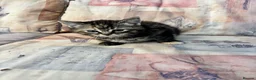 Mixed Breed cats for sale: Ginger-Tabby-Tortoiseshell kittens - Advert 6