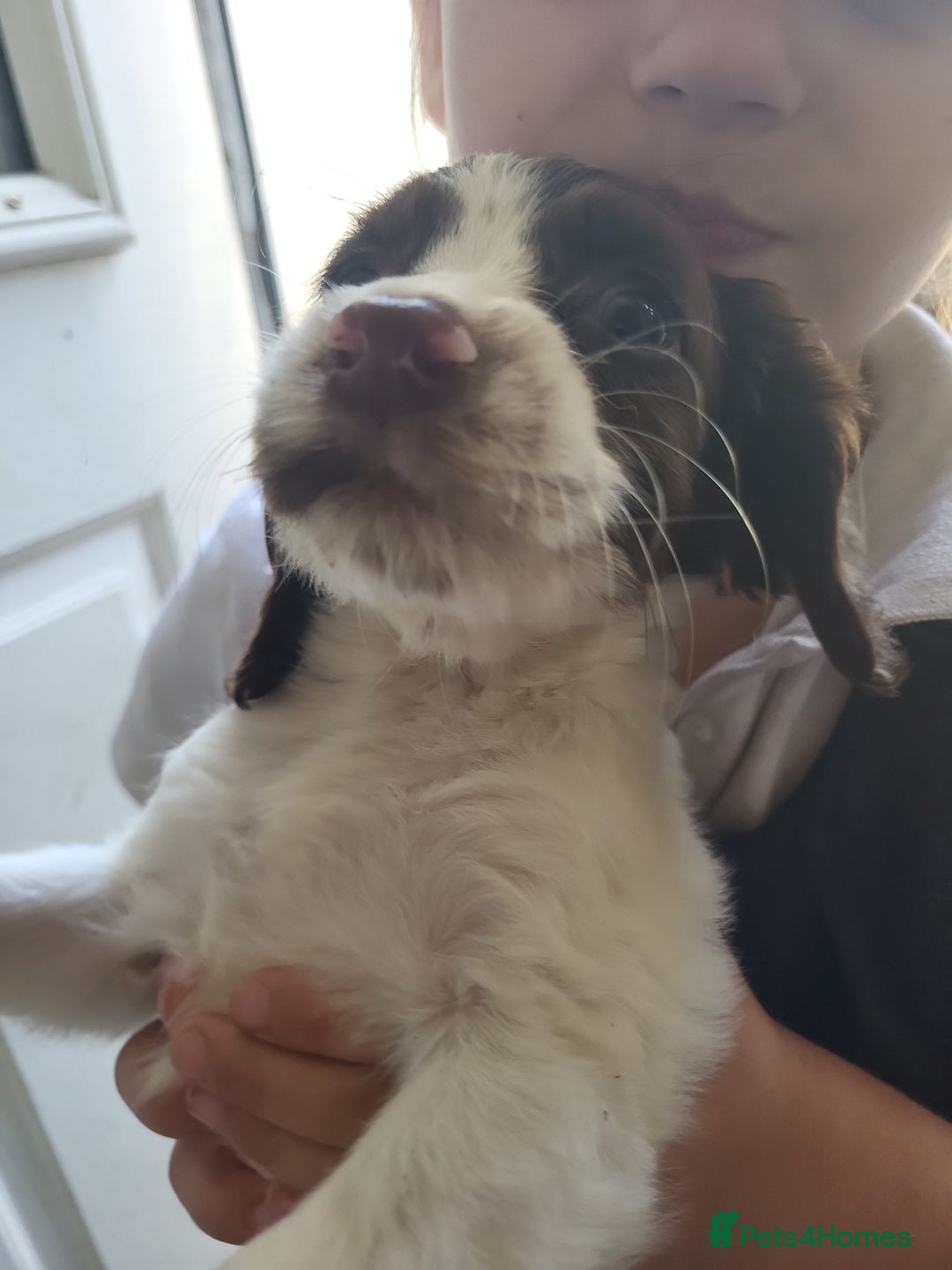Sprocker dogs for sale: 3 sprockers x springer  pups  - Image 4