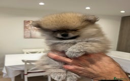 Pomeranian dogs for sale: 2 Pomeranian female puppies available  - Image 6