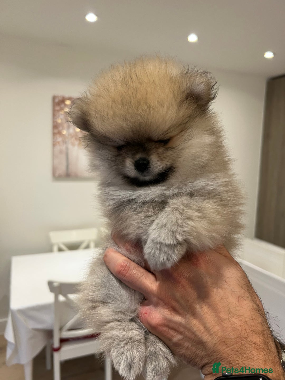 Pomeranian dogs for sale: 2 Pomeranian female puppies available  - Image 6