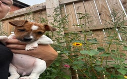 Jack Russell dogs for sale: Jack Russell puppy  - Image 3