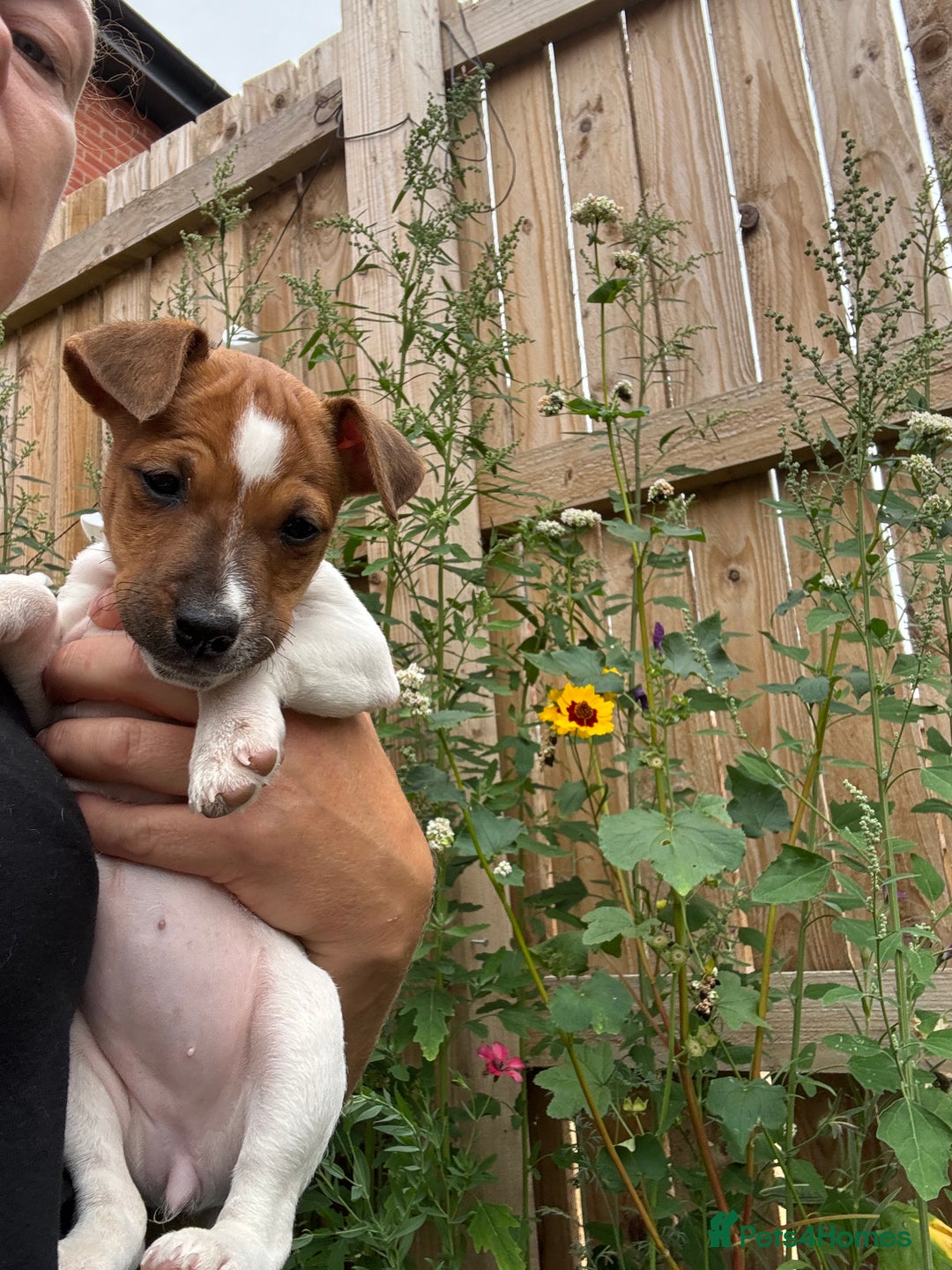 Jack Russell dogs for sale: Jack Russell puppy  - Image 3