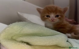 Mixed Breed cats for sale: X2 Beautiful fluffy ginger boys  - Image 6