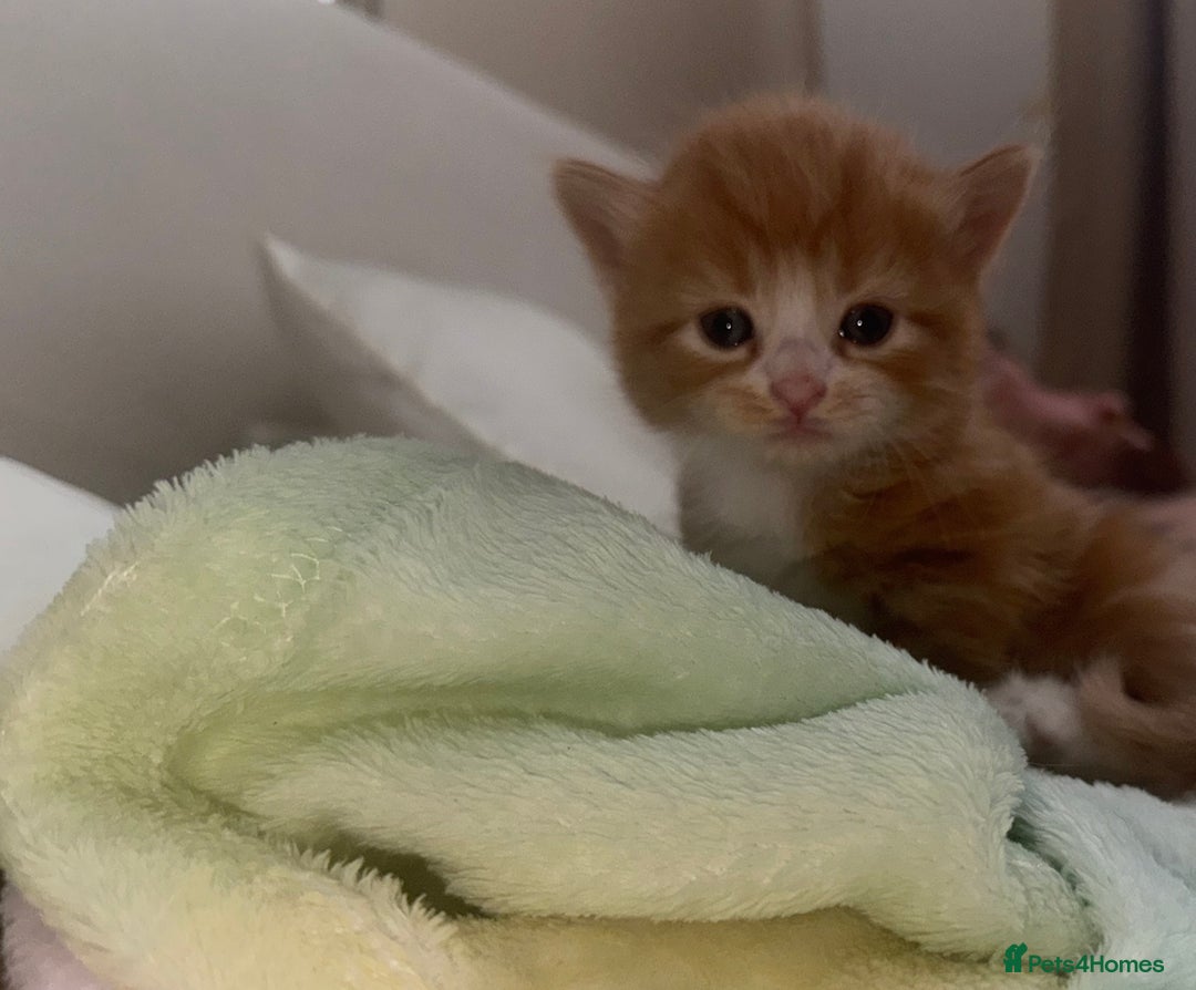 Mixed Breed cats for sale: X2 Beautiful fluffy ginger boys  - Image 6