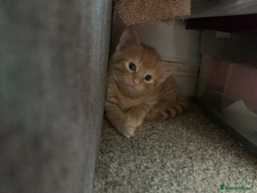 British Longhair cats for sale: 5 adorable male kittens - Image 12