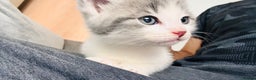 British Shorthair cats for sale: 2 bouncy and playful kittens  - Advert 6