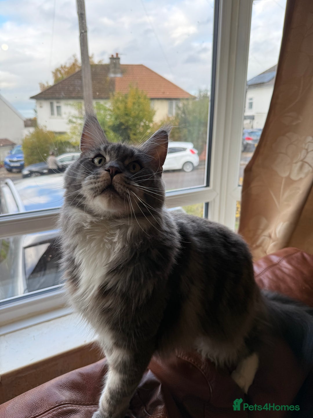 Maine Coon cats for sale: GCCF Pedigree Russian line Maine Coon - Advert 30