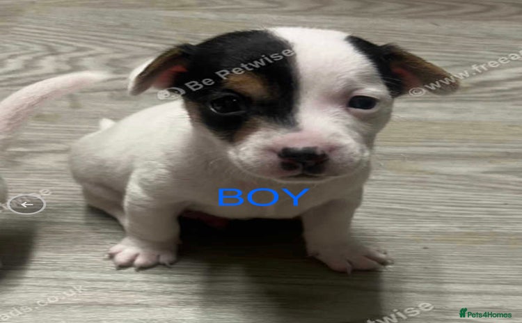 Jack Russell dogs - Advert 9