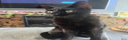 Mixed Breed cats for sale: Male Black Cat - Advert 6