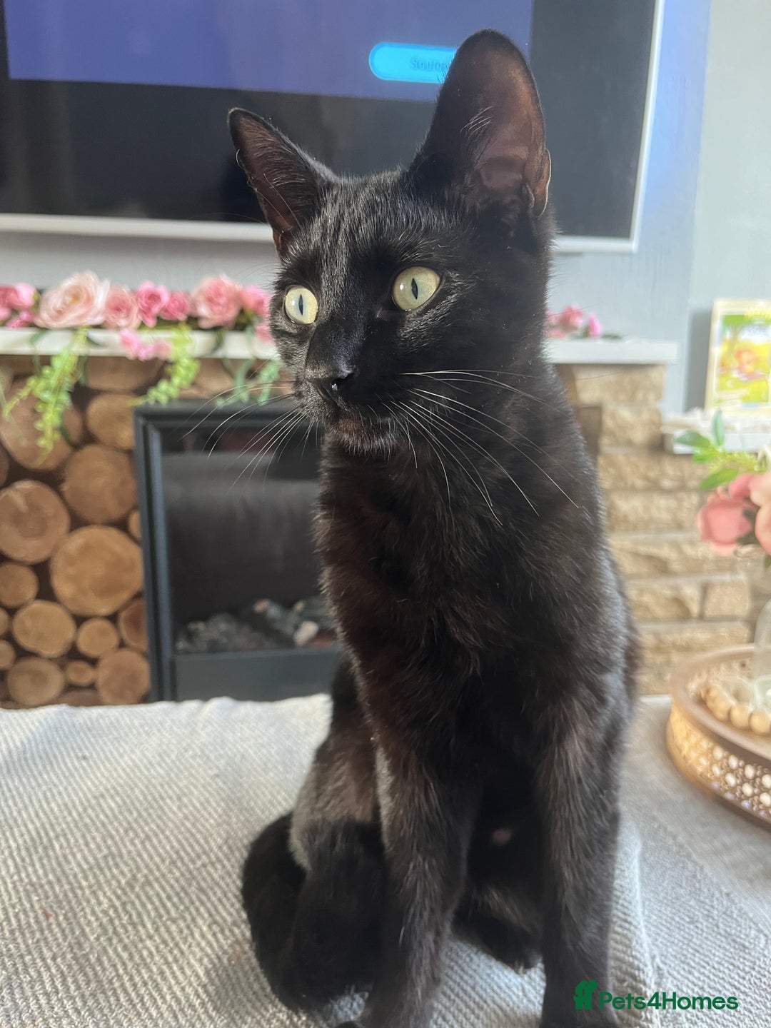 Mixed Breed cats for sale: Male Black Cat - Advert 6
