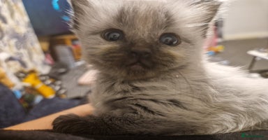 Maine Coon cats - Advert 6