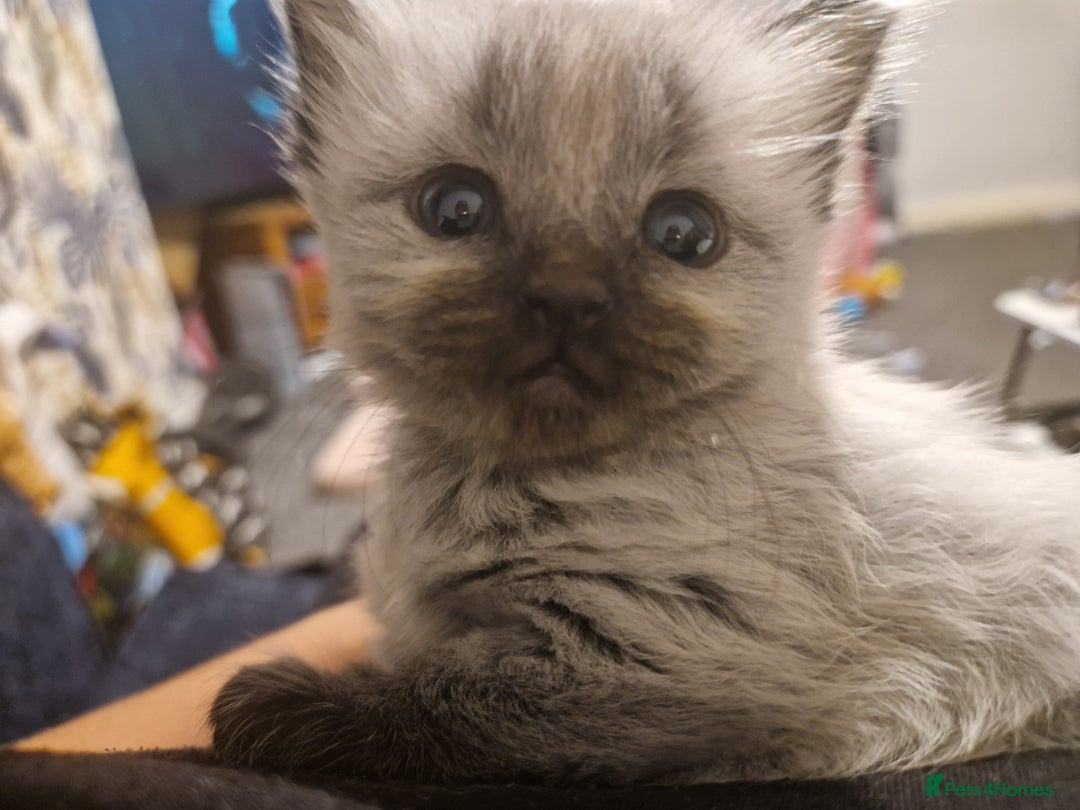 Maine Coon cats for sale: 4 Main Coon cross Ragdoll - Image 3
