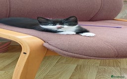 Mixed Breed cats for sale: Kittens for sale 1 male and 1 female left  - Image 4