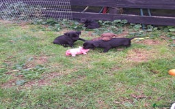 Patterdale Terrier dogs for sale: 4 Lovely Patterdale Puppies - Image 5