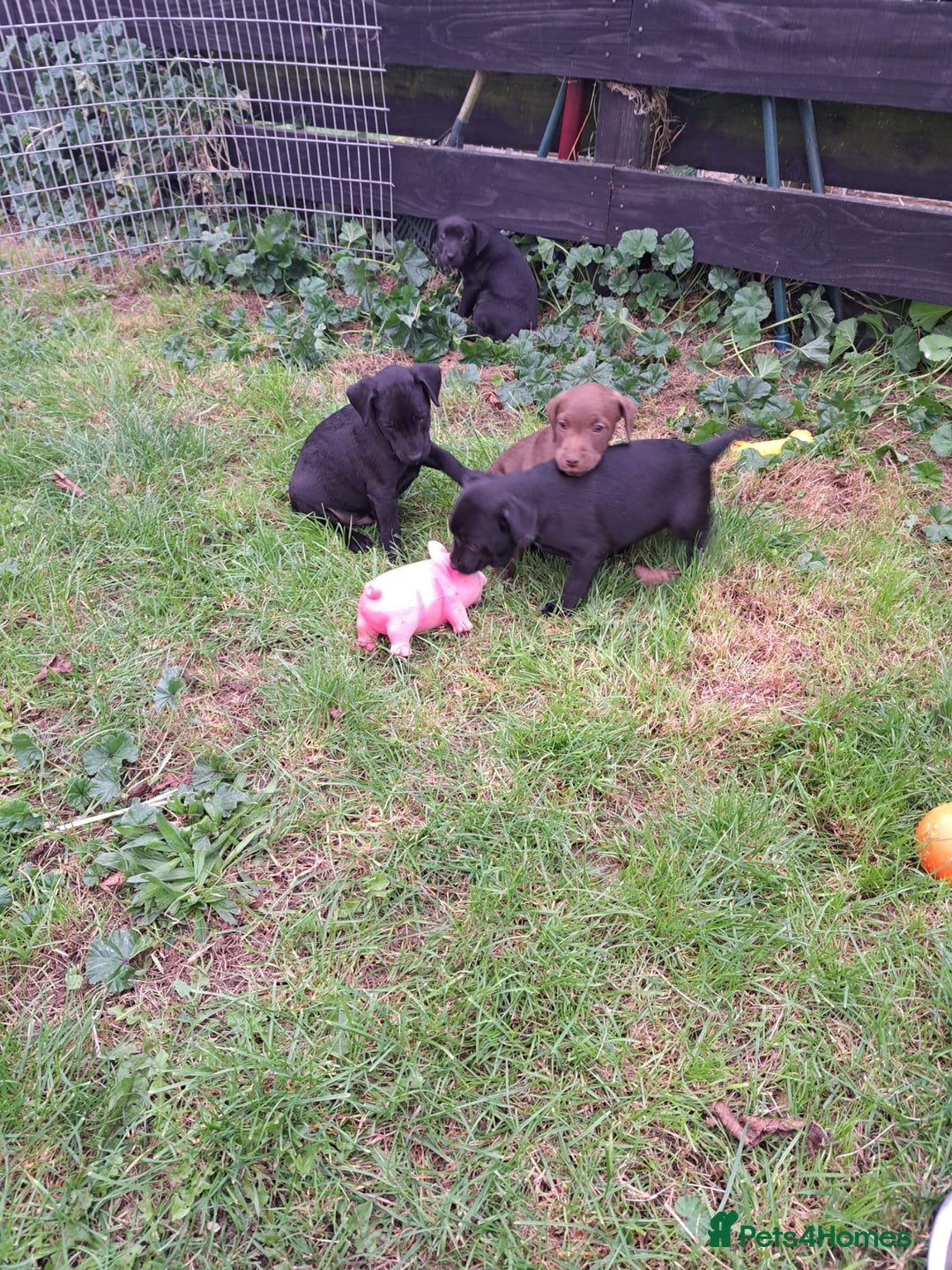 Patterdale Terrier dogs for sale: 4 Lovely Patterdale Puppies - Image 5
