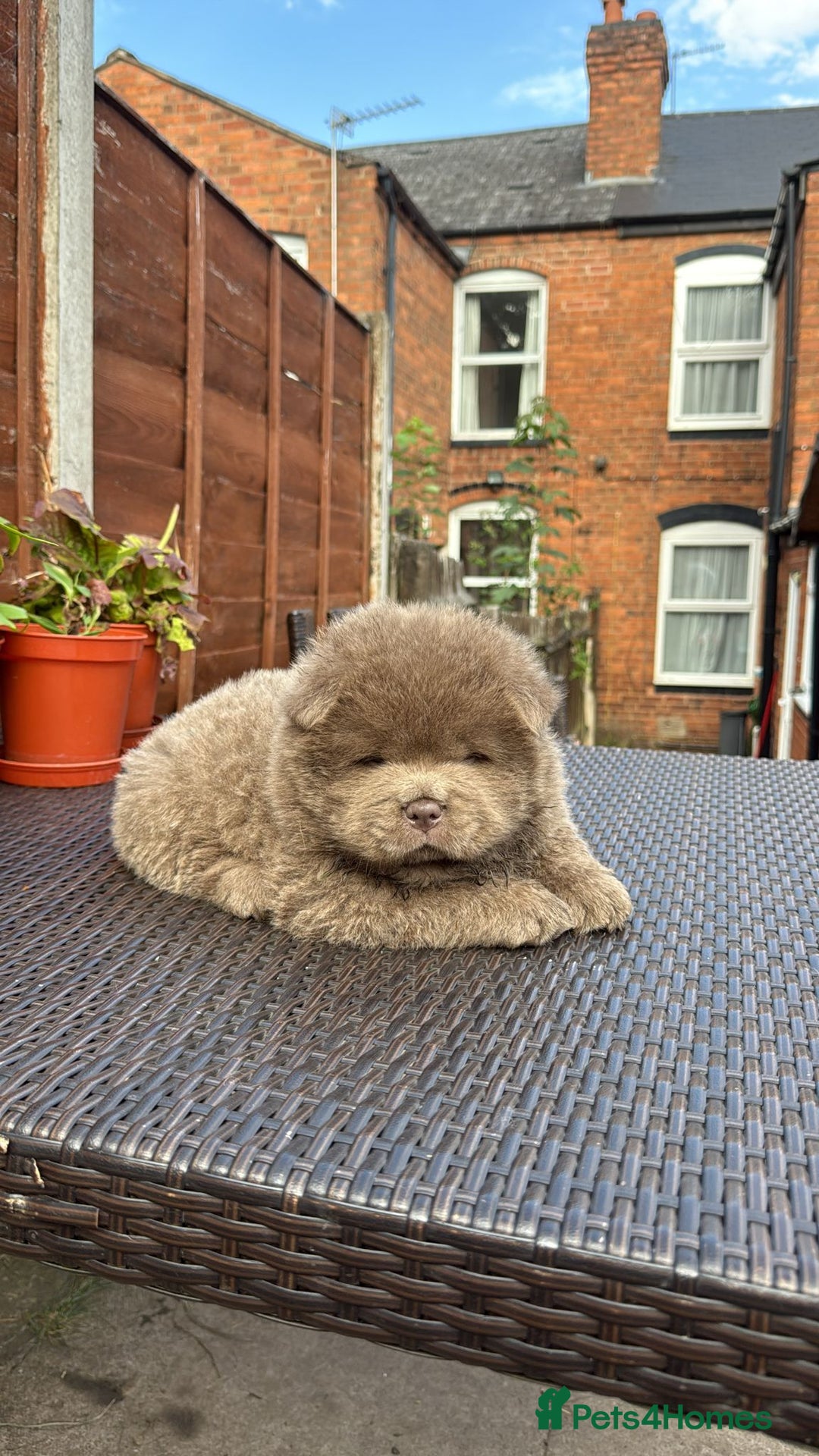 Chow Chow dogs for sale: 💫Stunning Chows Available 🥰❤️ - Image 12