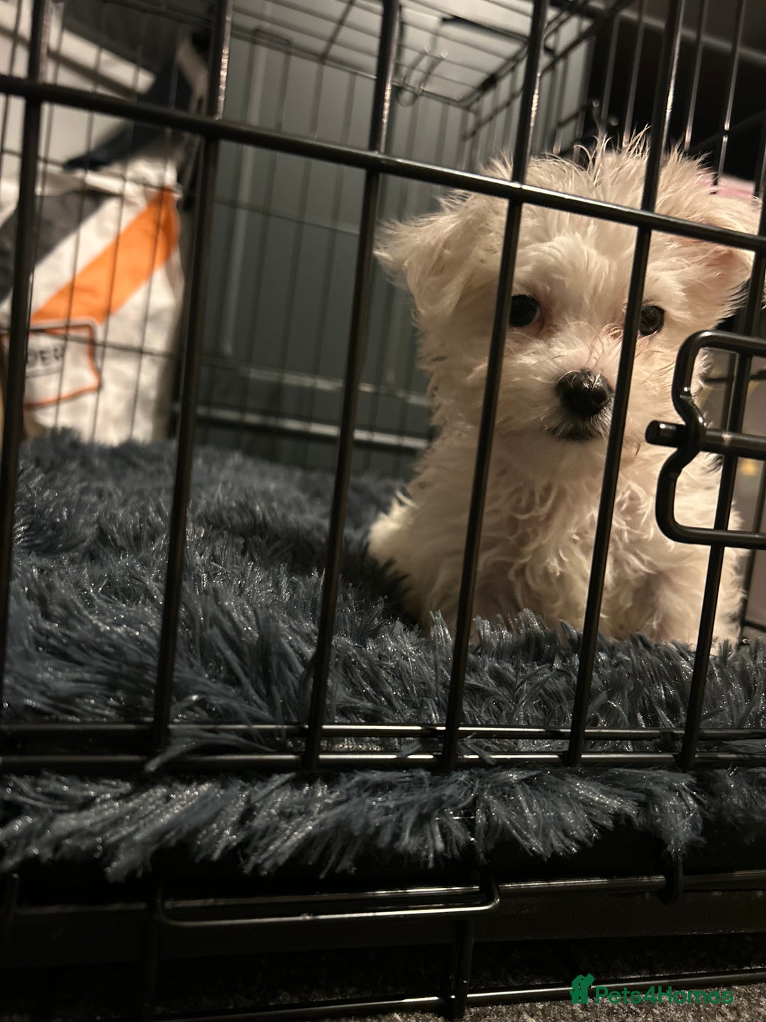 Bichon Frise dogs for sale: 11 weeks old puppy for sale - Advert 2