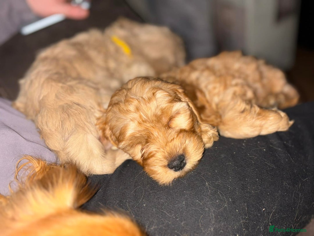 Cockapoo dogs for sale: ***BEAUTIFUL F1B COCKAPOOS*** - Advert 22