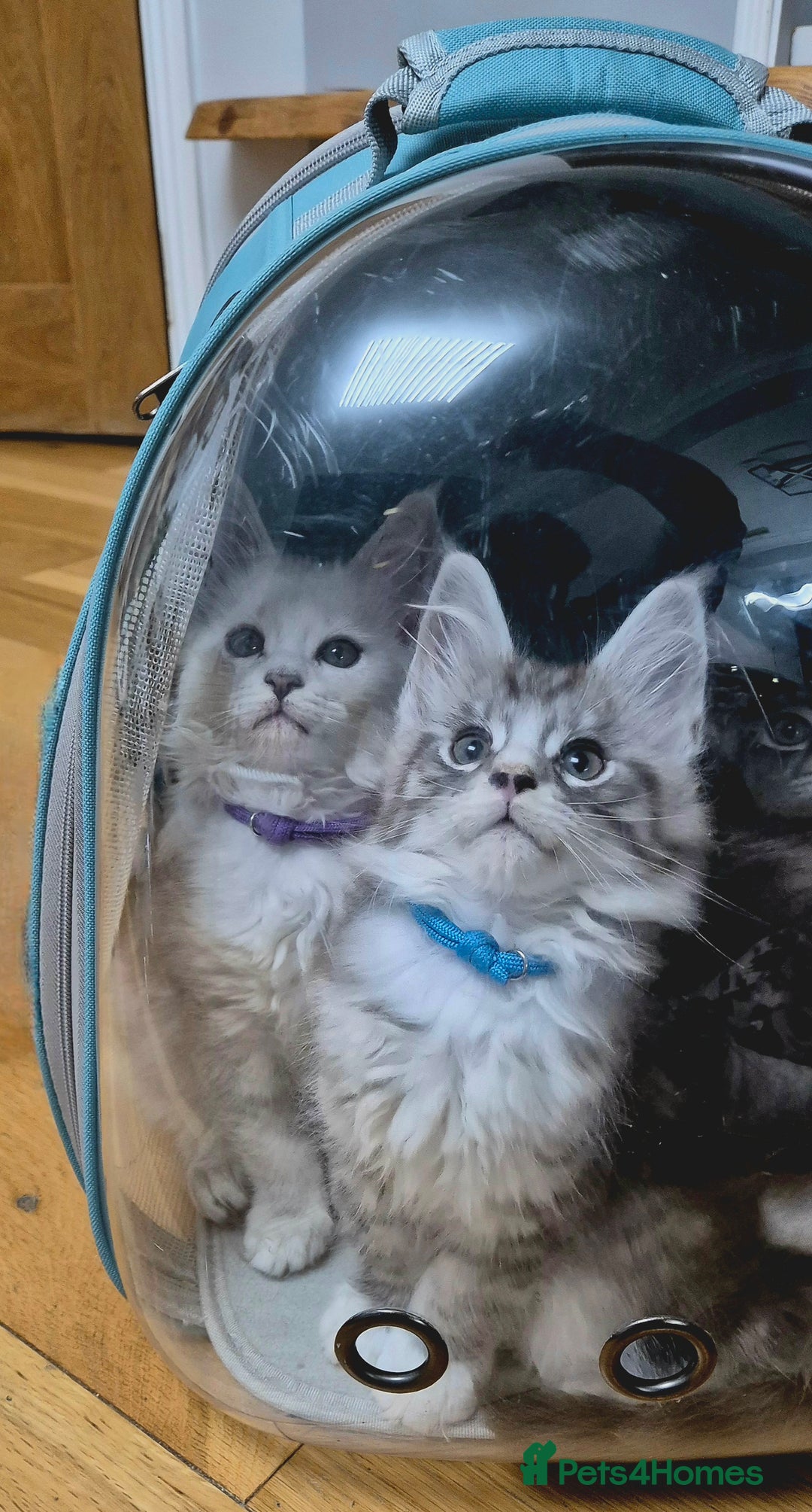 Maine Coon cats for sale: GCCF Pedigree Maine Coon Shaded Kittens - Advert 3