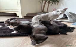 Russian Blue cats for sale: Russian Blue x BSH mixed breed Kittens  - Image 3