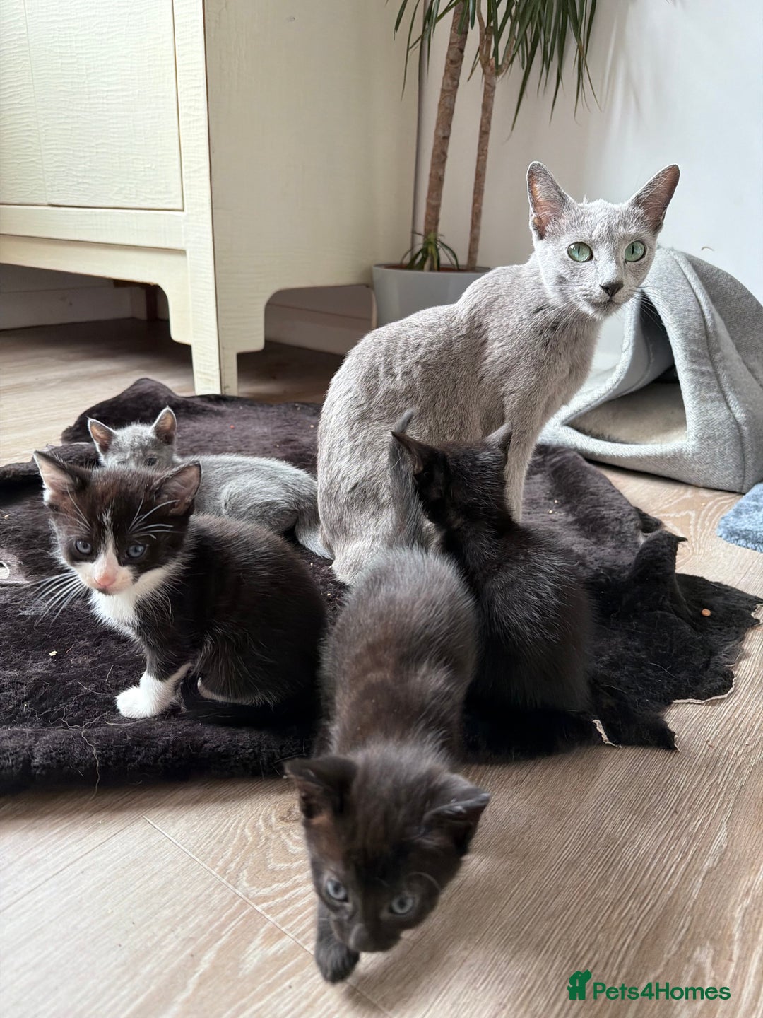 Russian Blue cats for sale: Russian Blue x BSH mixed breed Kittens  - Image 3