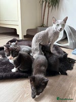Russian Blue cats - Advert 4